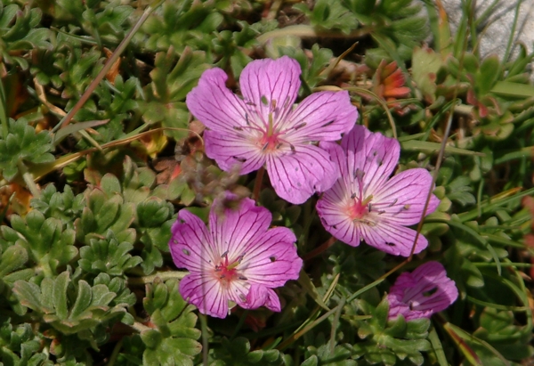 Geranium austroapenninum (=G.cinereum) / Geranio cenerino